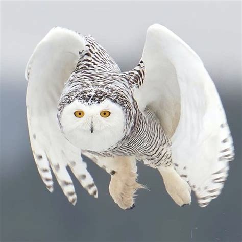 David Dalrymple on Instagram: "Snowy lift off! Not many birds with more powerful eyes! Snowy Owl ...