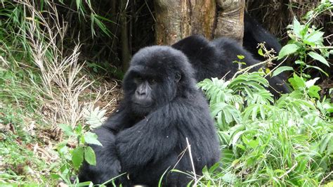 Gorilla Conservation in Africa – Uganda, Rwanda and Congo - Safari Vacations & Travel Services ...