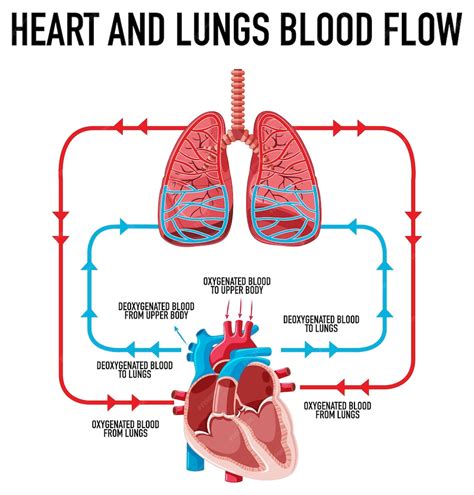 Free Vector | Diagram showing heart and lungs blood flow