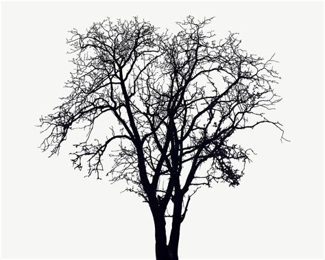 Dry tree silhouette collage element, | Premium PSD - rawpixel
