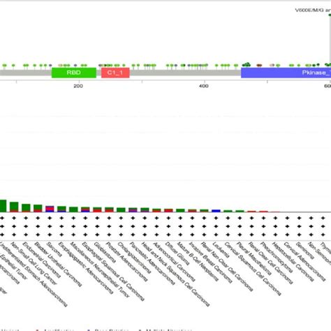 BRAF gene mutation sites and mutations in pan-cancer. A BRAF gene... | Download Scientific Diagram