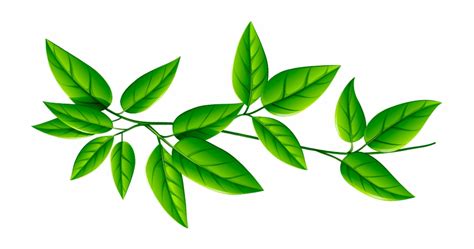 93 Leaf Green Leaf No Background - Clip Art Library