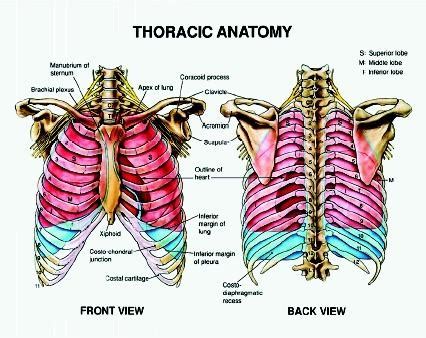 Medical Terminology - Briana Kerr