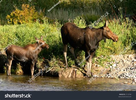 Mother And Baby Moose Stock Photo 2113746 : Shutterstock