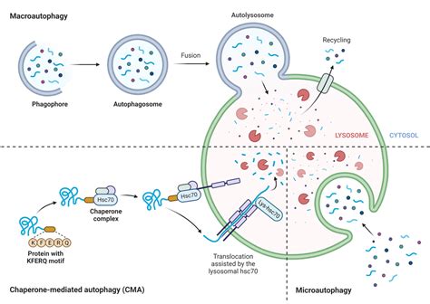 Autophagy | AAT Bioquest