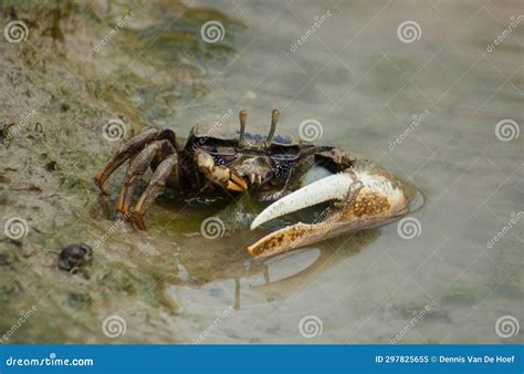 Fiddler Crab Eating Some Algae Stock Image - Image of nature, sand ...