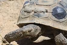 Desert tortoise - Wikipedia