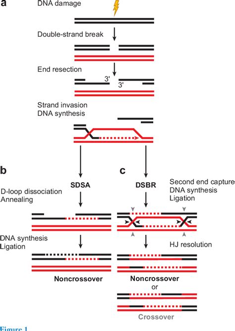 Table 1 from Mechanism of eukaryotic homologous recombination ...