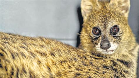 Wildbuzz: Such beautiful eyes - Hindustan Times