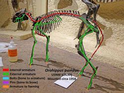 Digging the Fossil Record: Paleobiology at the Smithsonian: Papers and ...