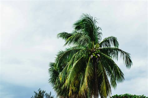 Photo of Coconut Tree · Free Stock Photo