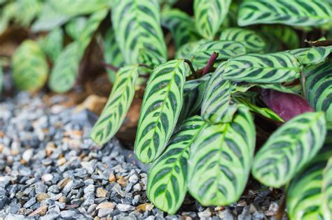 Calathea White Fusion: The Ultimate Care Guide - GardenAndSunshine