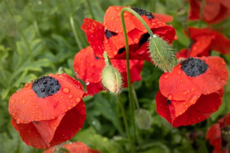 Poppy Plant Care Needn't Be An Exact Science, But These Tips Can Help ...