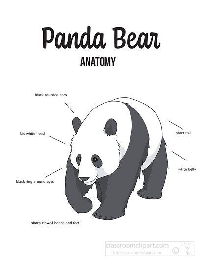 Panda Clipart-panda bear anatomy outline printout