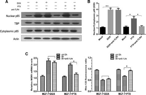 Effect of anti-TLR4 antibody. (A-B) Western blotting and quantitative... | Download Scientific ...