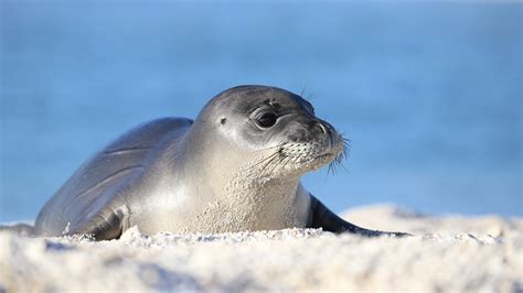 Mediterranean Monk Seal - Carnivora Pinnipedia