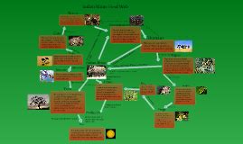 Indian Rhino Food Web by Isla Hutching-Bryant on Prezi