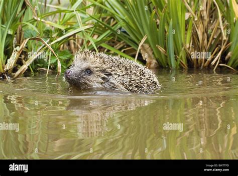 hedgehog hedgehogs insectivore insectivores mammal mammals animal animals europe european "west ...