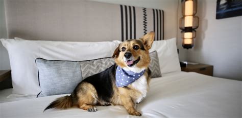 Dog Friendly Hotel Santa Monica - The Pierside Hotel