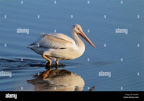 American white pelican migration hi-res stock photography and images ...