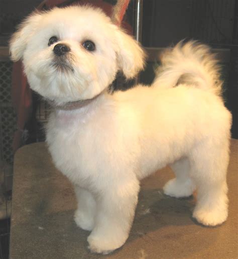 maltese haircuts styles pictures | Here we are Maltese Haircuts loyal pets, but Maltese Haircuts ...