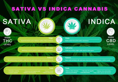 Navigating the High: Sativa vs. Indica Edibles - Unraveling the