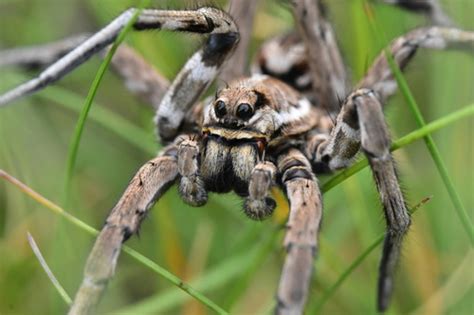 tarantula wolf spider (Lycosa tarantula) · iNaturalist