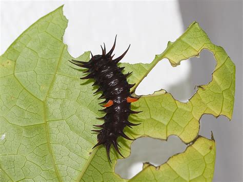 Common birdwing butterfly caterpillar : Biological Science Picture ...