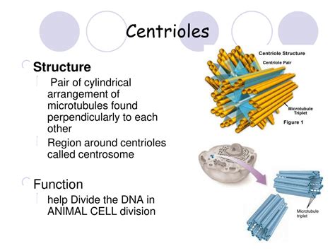 PPT - Cell Structure and Function PowerPoint Presentation, free ...