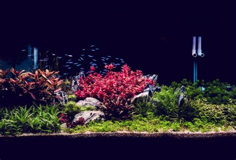 11 Red Aquarium Plants That Can Add Color To Your Tank – Aquarium Genius