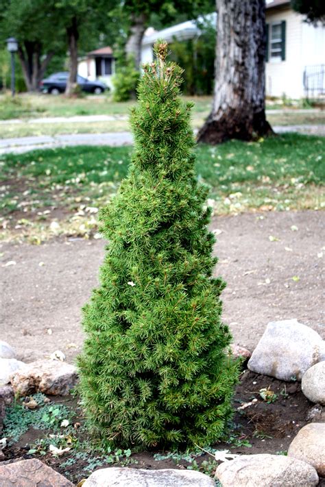 Miniature Evergreen Trees