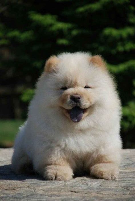 This Chow Chow is so adorable! And that smile is stunning! | Cute animals, Cute dogs, Cute baby ...