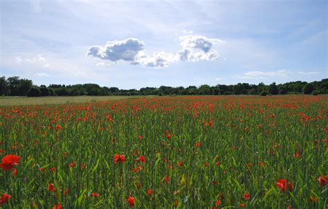 Poppy Field Free Photo Download | FreeImages