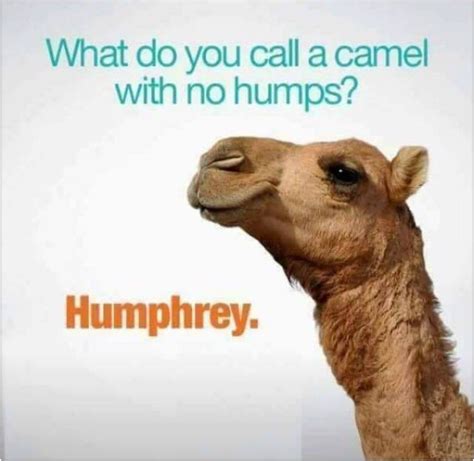 JUST ANOTHER HUMP DAY in 2020 | Silly jokes, Cheesy jokes, Wednesday humor