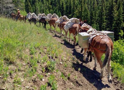 Mule pack train | Big horses, Horses, Horse trail