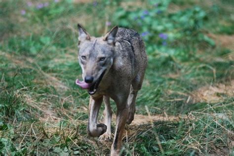 Italian wolf - Alchetron, The Free Social Encyclopedia