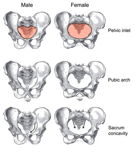 Male and Female Pelvis | Male vs female, Western saddle, Pelvis