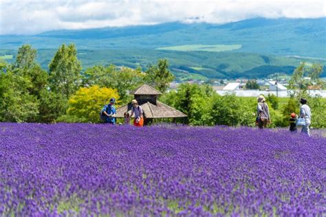 Visiting Hokkaido Lavender Fields & Other Blossoms: Transport Options | Japan Cheapo