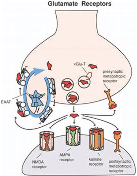 Glutamate receptors. Shown here are receptors for glutamate that ...