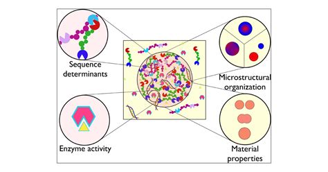 Biomolecular Condensates: Sequence Determinants of Phase Separation, Microstructural ...