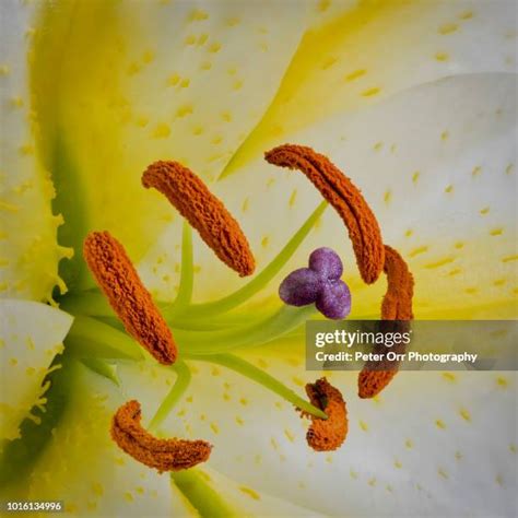 Flower Stigma Photos and Premium High Res Pictures - Getty Images