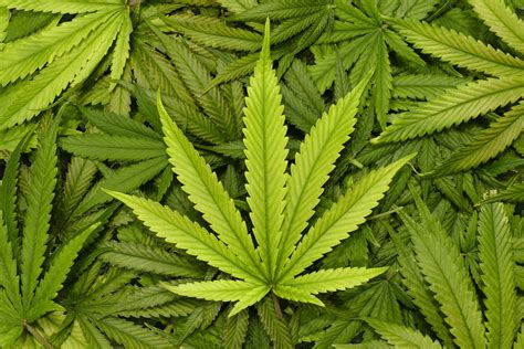 What Are the Risks of Investing in Marijuana Stocks? | The Motley Fool