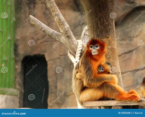 Golden Monkey; Mother and Baby Stock Image - Image of emotions, sticks: 59556961