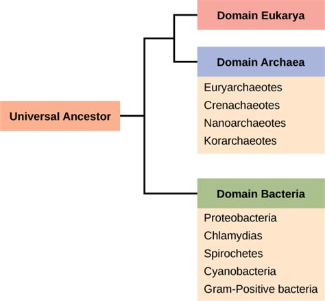 Species Of Archaebacteria