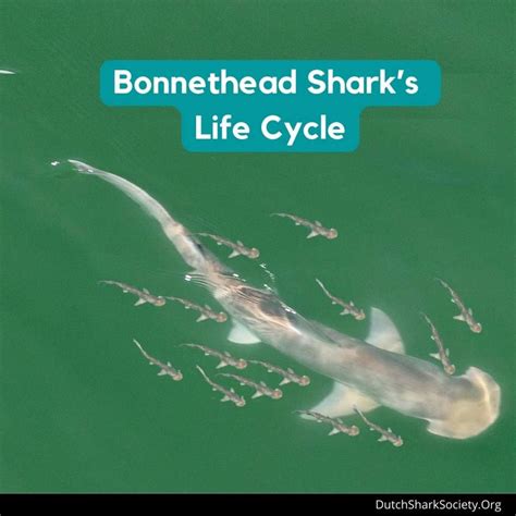 Bonnethead Shark Info Guide - Dutch Shark Society