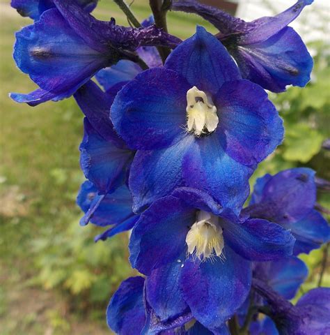 Delphinium Flowers Blue - Free photo on Pixabay - Pixabay