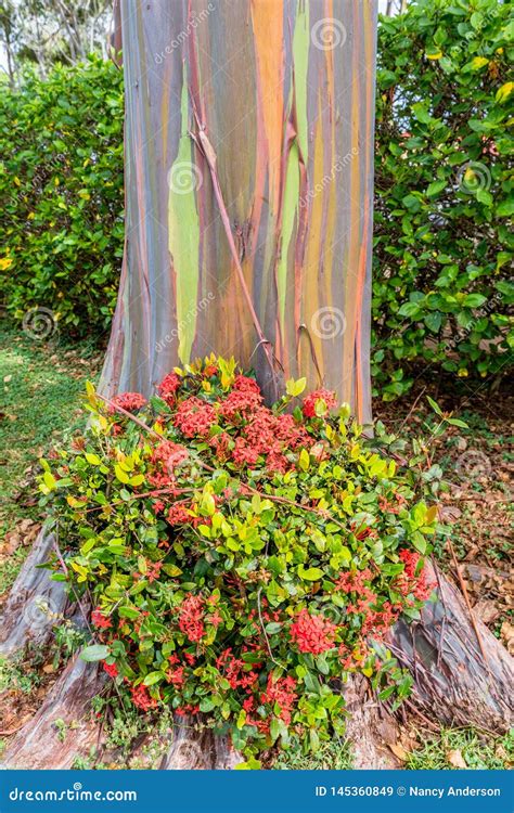 Red Flowers at the Base of Rainbow Eucalyptus Tree on Oahu, Hawaii ...