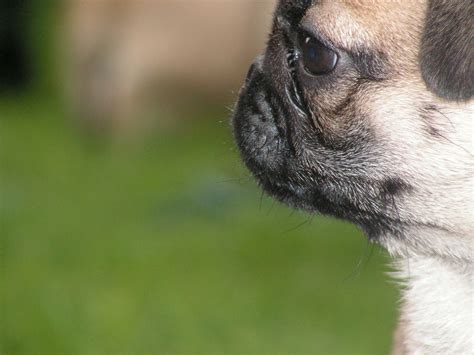 pug nosed pup | パグ