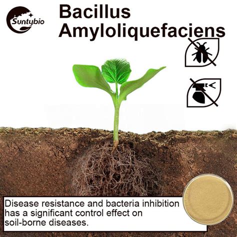 Bacillus Amyloliquefaciens (China Manufacturer) - Pharmaceutical Chemicals - Organic Chemical ...