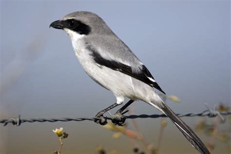 Eastern Loggerhead Shrike | Wildlife Preservation Canada